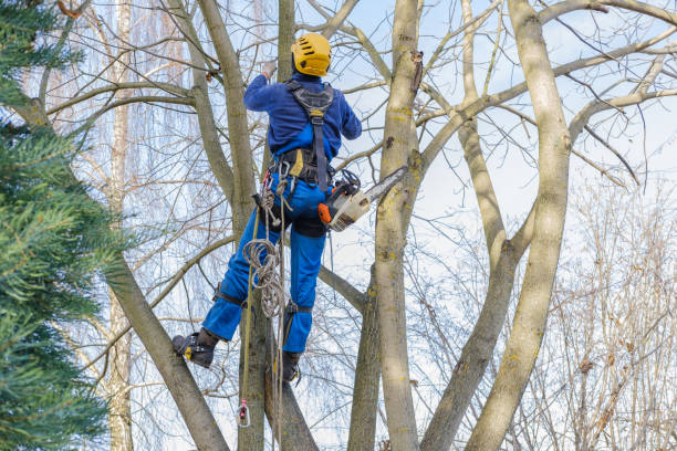 How Our Tree Care Process Works  in  Pleasant Garden, NC