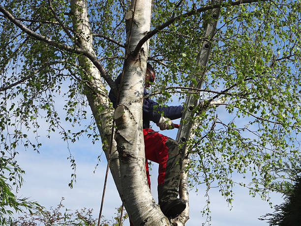 Best Commercial Tree Removal  in Pleasant Garden, NC