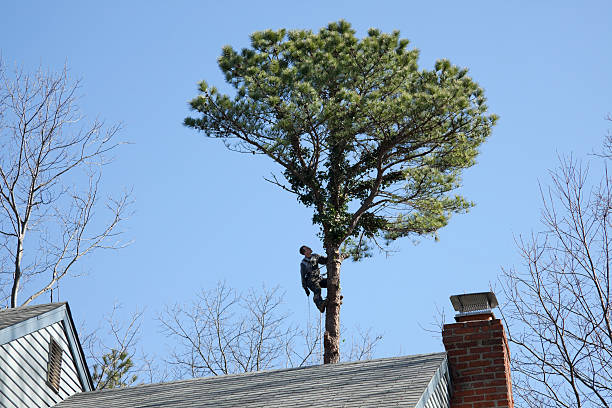 Tree and Shrub Care in Pleasant Garden, NC